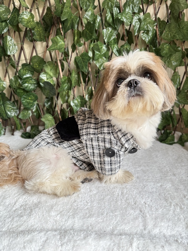 Black and White Coat Dress