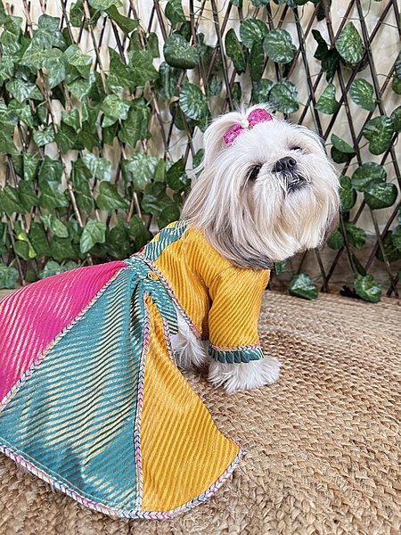 Multicolor Lehenga Choli