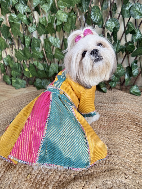 Multicolor Lehenga Choli