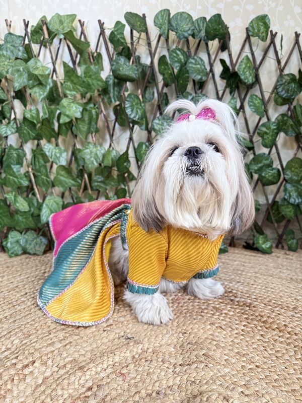 Multicolor Lehenga Choli