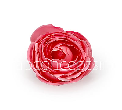 Bubblegum Pink Peony