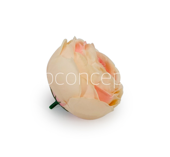 Peach Shaded Peony