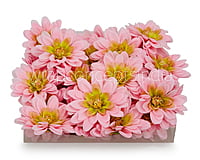 Candy Pink Shaded Dahlias