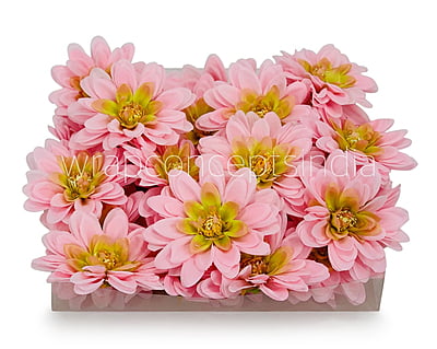 Candy Pink Shaded Dahlias