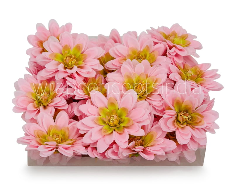 Candy Pink Shaded Dahlias