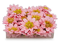 Candy Pink Shaded Dahlias