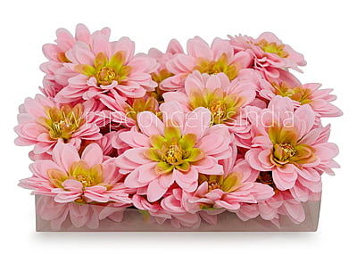 Candy Pink Shaded Dahlias
