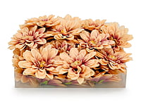 Chestnut with hints of Walnut