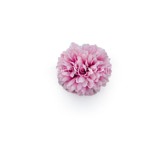 Carnation - Lilac