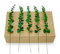 Green Eucalyptus Bunch