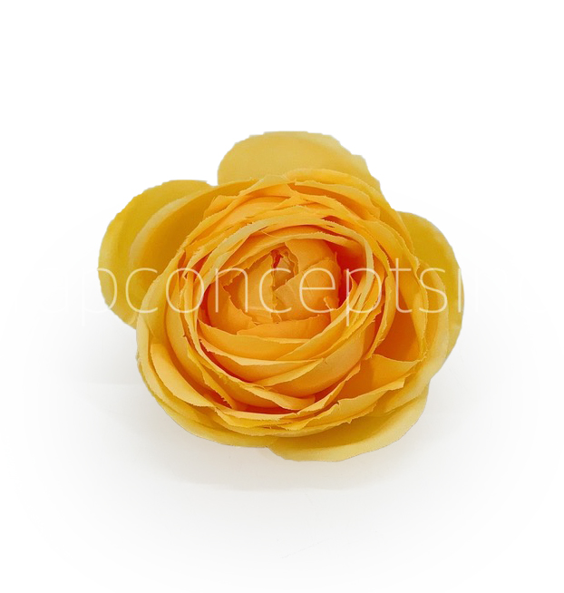 Sunrise Peony