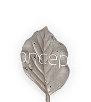 Champagne Honeysuckle Leaves