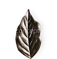 Champagne Honeysuckle Leaves