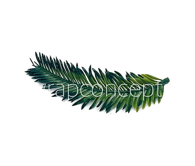 Long Palm Leaves