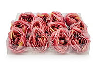 Peony - Strawberry with net layering