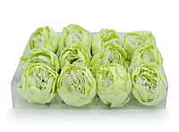 Peony - Lime Green