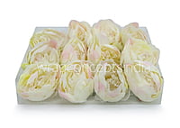 Peony - Ivory with hints of pink