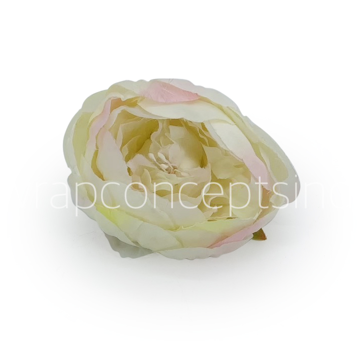 Peony - Ivory with hints of pink