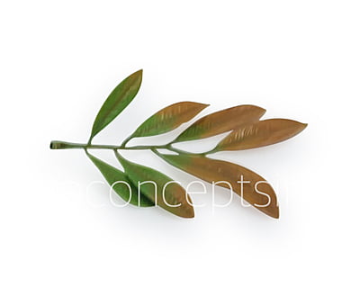 Acacia Leaves Green & Brown Shaded