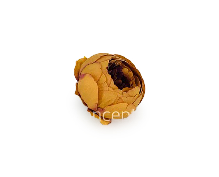 Peony - Tan
