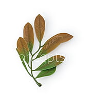 Acacia Leaves Green & Brown Shaded