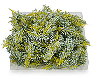 SeaGreen Sugar Pine Leaves