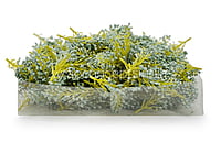 SeaGreen Sugar Pine Leaves