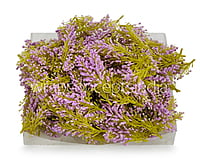 Lavender Sugar Pine Leaves