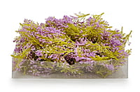 Lavender Sugar Pine Leaves