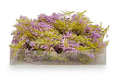 Lavender Sugar Pine Leaves