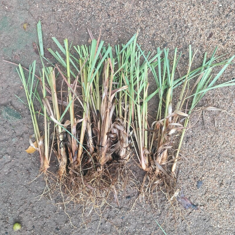Indian Lemongrass Slips 10 numbers