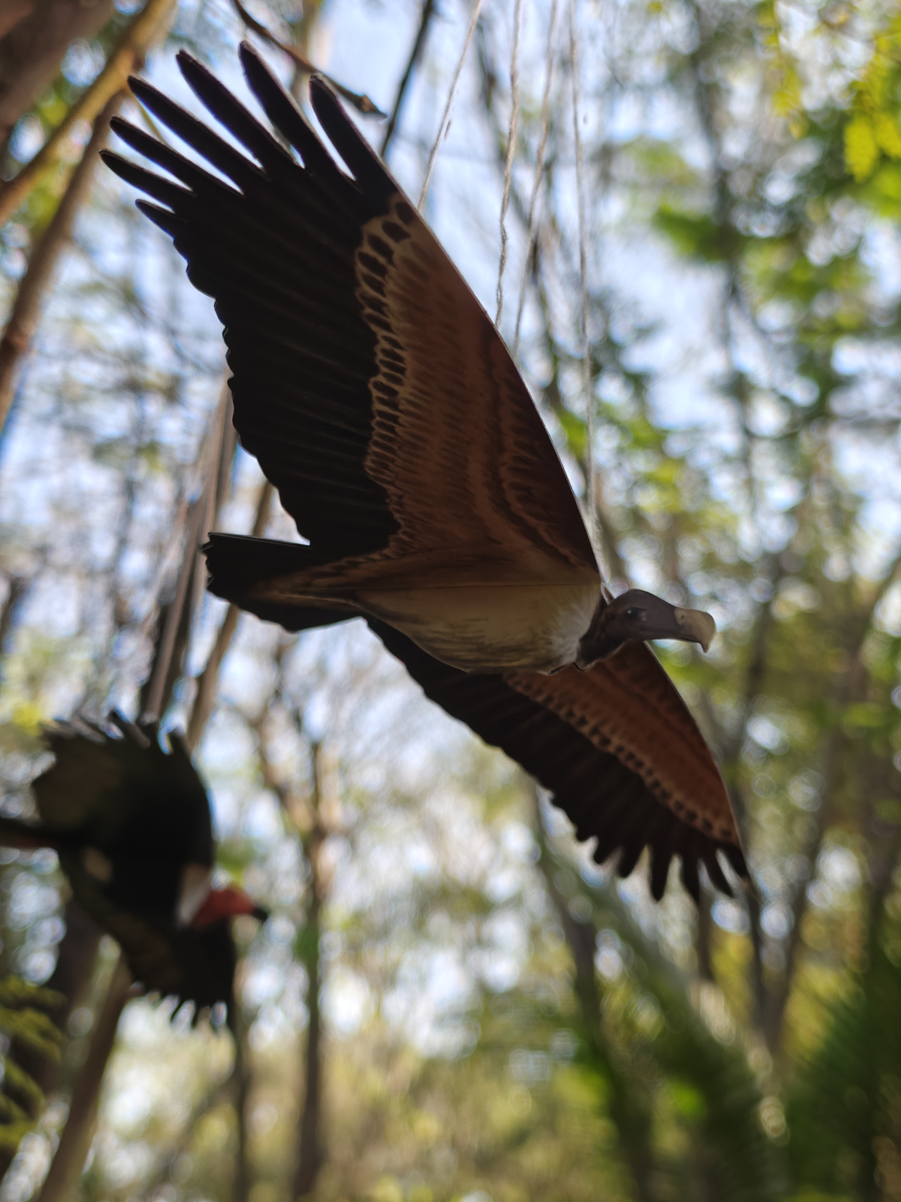 Vulture DIY Paper Kit – Set of 3 Hand-Illustrated Flying Vultures