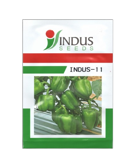 INDUS-11(POPTI) HYBRID CAPSICUM by INDUS SEEDS