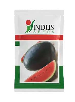 BLACK BOSS HYBRID WATERMELON by INDUS SEEDS