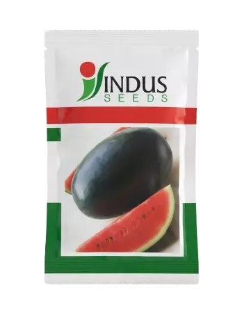 BLACK BOSS HYBRID WATERMELON by INDUS SEEDS