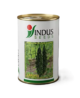JANHVI HYBRID BITTERGOURD by INDUS SEEDS