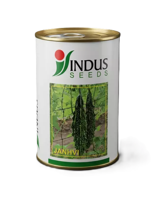 JANHVI HYBRID BITTERGOURD by INDUS SEEDS