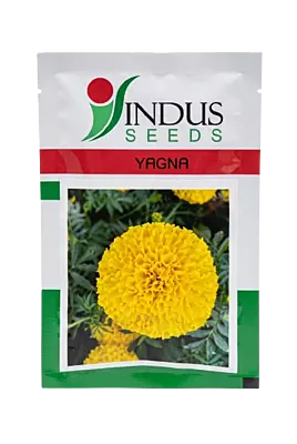 MARIGOLD YAGNA by INDUS SEEDS