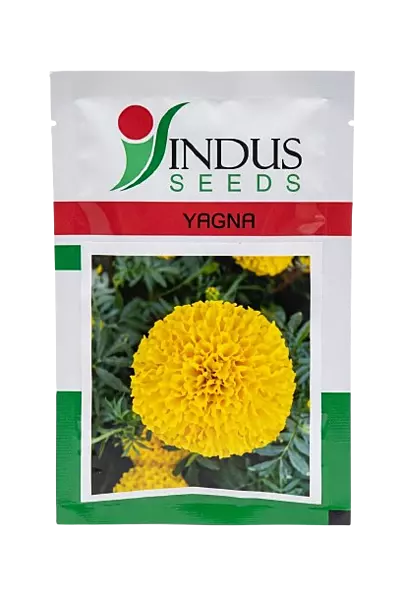 MARIGOLD YAGNA by INDUS SEEDS