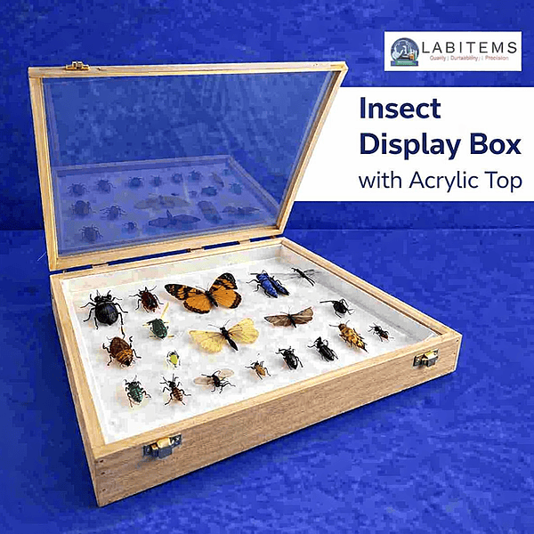 Insect Display Box with Acrylic Top