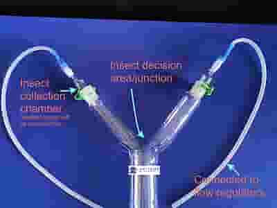 Y-tube (boro 3.3) for Olfactometer 4 cm for medium size insects