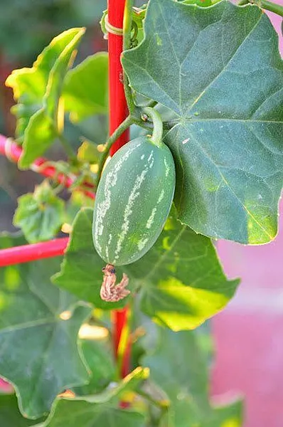 Ivy Gourd దొండకాయ
