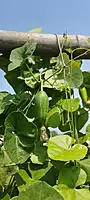Ivy Gourd దొండకాయ