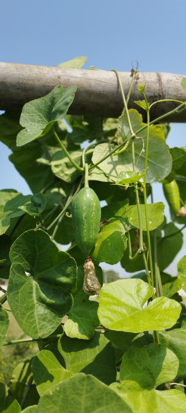 Ivy Gourd దొండకాయ