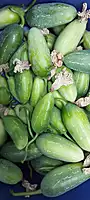 Ivy Gourd దొండకాయ