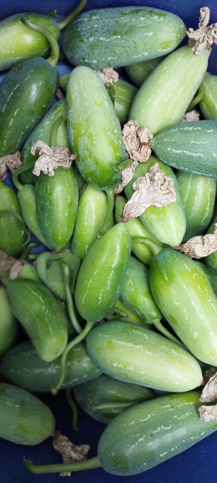 Ivy Gourd దొండకాయ