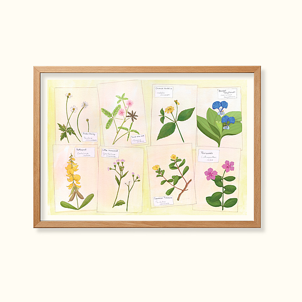 More than weeds- Learning Gardens Living Museums'