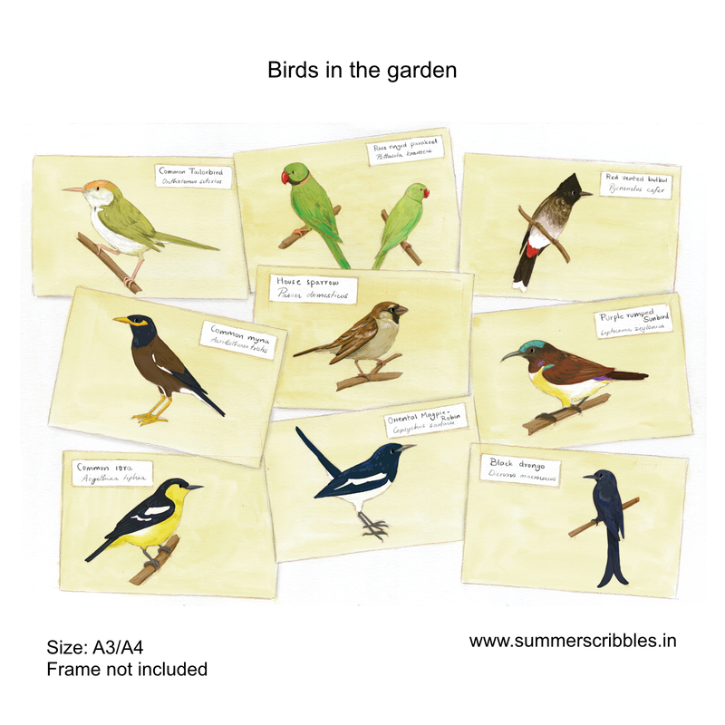 Birds in the garden - Learning Gardens Living Museums