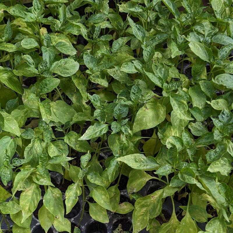 Chilli plants seedlings 5nos