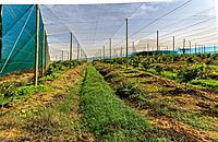 Temporary Polyhouse & Shade Net Structure Leasing